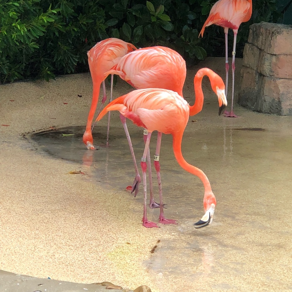 Meet your Posher, Eyani